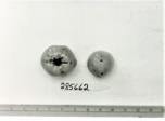 Click for 1 image(s) for this accession. FRUIT